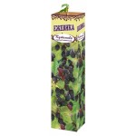 Саженцы Ежевика (kastd)