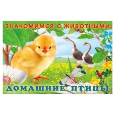Знакомимся с животными Домашние птицы (kastd) в магазинах Ашан