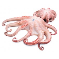 Осьминог охлажденный, вес (kastd) в магазинах Ашан