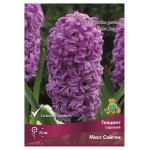 Гиацинт Поиск Мисс Сайгон, 3 шт (kastd)