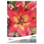 Лилия Поиск микс, 1 шт (kastd)