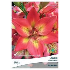 Лилия Поиск микс, 1 шт (kastd) в магазинах Ашан