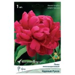 Пион травянистый Поиск, 1 шт (kastd) Пион травянистый Поиск, 1 шт (kastd)