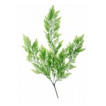 Ветка Аспарагуса Вещицы, 78 см (kastd)