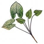 Ветка Антуриума Вещицы, 38 см (kastd)