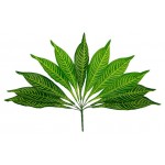 Ветка калатеи Вещицы, 48 см (kastd)