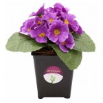 Растение искусственное Greener Фиалка Сити, 15 см (kastd)