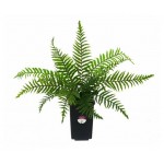 Растение искусственное Greener Папоротник, 30 см (kastd)