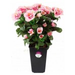 Растение искусственное Greener Азалия, 30 см (kastd)