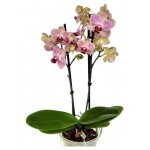 Орхидея Фаленопсис мультифлора, 2 стебеля, 40 см (kastd) Орхидея Фаленопсис мультифлора, 2 стебеля, 40 см (kastd)