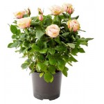 Роза классик, d 10,5 h 30 см (kastd) Роза классик, d 10,5 h 30 см (kastd)