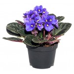 Фиалка иннова спектра, d 12 h 20 см (kastd) Фиалка иннова спектра, d 12 h 20 см (kastd)