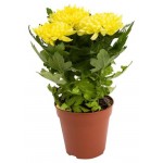 Хризантема Зембла, d 13 h 35 см (kastd) Хризантема Зембла, d 13 h 35 см (kastd)