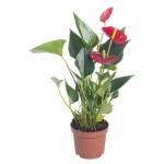 Антуриум Андрианум даймонд, d 7 h 20 см (kastd) Антуриум Андрианум даймонд, d 7 h 20 см (kastd)