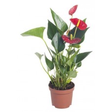 Антуриум Андрианум даймонд, d 7 h 20 см (kastd) в магазинах Ашан