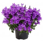 Кампанула колокольчик, d 10 h 15 см (kastd) Кампанула колокольчик, d 10 h 15 см (kastd)