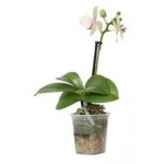 Орхидея Фаленопсис, 1 стебель, d 6 h 20 см (kastd) Орхидея Фаленопсис, 1 стебель, d 6 h 20 см (kastd)