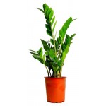 Замиокулькас, d 14 h 40-50 см (kastd) Замиокулькас, d 14 h 40-50 см (kastd)