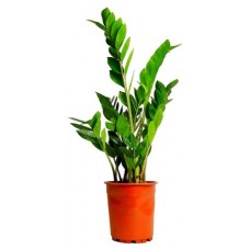 Замиокулькас, d 14 h 40-50 см (kastd) в магазинах Ашан