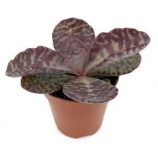 Каланхоэ Зебра, d 5 h 10 см (kastd) в магазинах Ашан