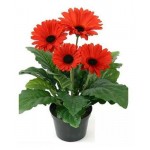 Гербера в корзине, h 20 см (kastd)