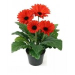 Гербера, d 15 h 35 см (kastd)