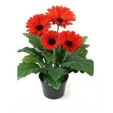 Гербера, d 15 h 35 см (kastd) в магазинах Ашан