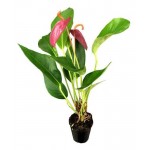 Антуриум Шерцера, d 7 h 20 см (kastd) Антуриум Шерцера, d 7 h 20 см (kastd)