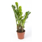 Замиокулькас, d 17 h 60 см (kastd) Замиокулькас, d 17 h 60 см (kastd)