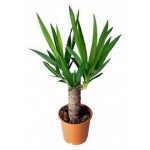 Юкка, d 12 h 40 см (kastd) Юкка, d 12 h 40 см (kastd)