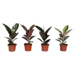 Фикус Эластика Робуста, d 12 h 30 см (kastd) Фикус Эластика Робуста, d 12 h 30 см (kastd)