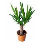 Юкка микс, d 11 h 45 см (kastd) Юкка микс, d 11 h 45 см (kastd)