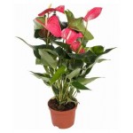 Антуриум Андреанум, d 10,5 h 40 см (kastd) Антуриум Андреанум, d 10,5 h 40 см (kastd)