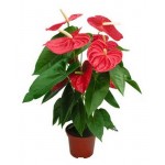 Антуриум Микс, d 17 h 65 см (kastd) Антуриум Микс, d 17 h 65 см (kastd)