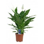 Спатифиллум купидо компакто, d 17 h 60 см (kastd) Спатифиллум купидо компакто, d 17 h 60 см (kastd)