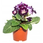 Глоксиния, d 15 h 35 см (kastd)