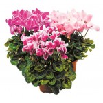 Цикламен в корзине, 3 шт (kastd) Цикламен в корзине, 3 шт (kastd)