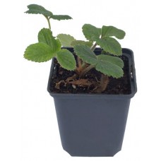 Рассада Земляника садовая Лаванда Зумба, P9 (kastd) в магазинах Ашан