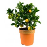 Каламондин, d 12 h 30 см (kastd) Каламондин, d 12 h 30 см (kastd)