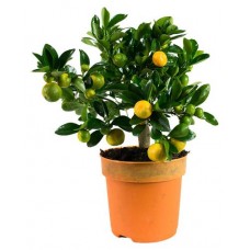 Каламондин, d 12 h 30 см (kastd) в магазинах Ашан