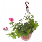 Пеларгония плющелистная, d 21 см (kastd) Пеларгония плющелистная, d 21 см (kastd)