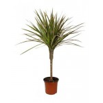 Драцена Маргината, d 17 h 70 см (kastd)