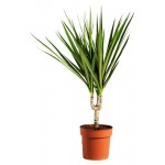 Драцена Маргината, d 12 h 30 см (kastd)