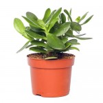 Крассула Овата, d 12 h 20 см (kastd) Крассула Овата, d 12 h 20 см (kastd)