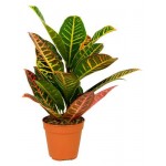 Кодиеум Вариегатум, d 9 h 15 см (kastd) Кодиеум Вариегатум, d 9 h 15 см (kastd)