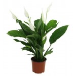 Спатифиллум, d 17 h 65-70 см (kastd) Спатифиллум, d 17 h 65-70 см (kastd)