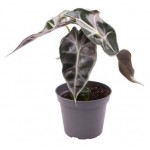 Алоказия Бамбино, d 9 h 20 см (kastd) Алоказия Бамбино, d 9 h 20 см (kastd)