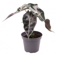 Алоказия Бамбино, d 9 h 20 см (kastd) в магазинах Ашан