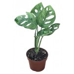 Монстера Адансона, d 11 h 25 см (kastd) Монстера Адансона, d 11 h 25 см (kastd)