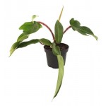 Филодендрон Чешуйчатый, d 11 h 25 см (kastd) Филодендрон Чешуйчатый, d 11 h 25 см (kastd)